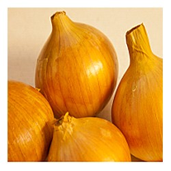 Onions-yellow